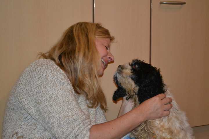 Pflegestelle werden Cocker und Setter in Not