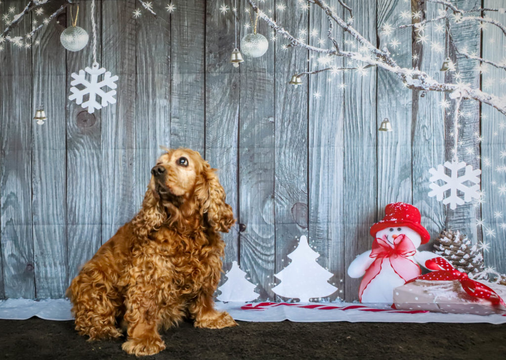 Weihnachtskarte Cocker Spaniel - 145x145 Mm, 350 G/m², Recycelt, Mit Umschlag